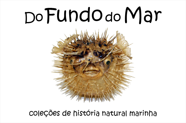 Exposição Do Fundo do Mar: História Natural Marinha em Portugal