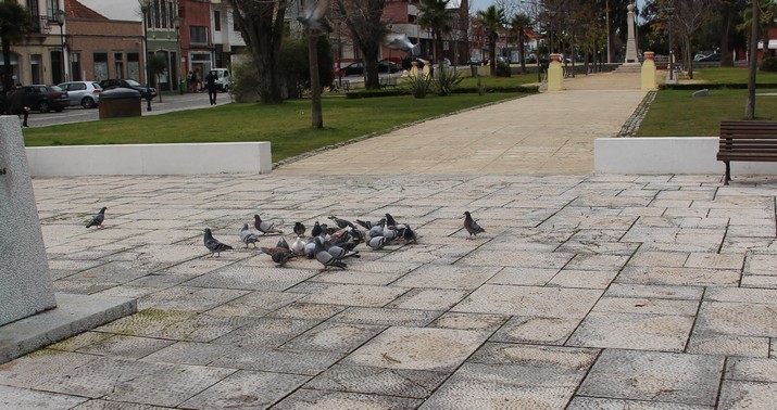 Aviso - A alimentação dos pombos na via pública é proibida