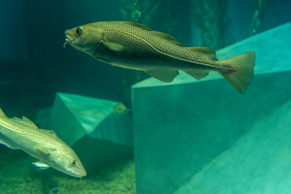 Museu Marítimo de Ílhavo  reabre Aquário dos Bacalhaus